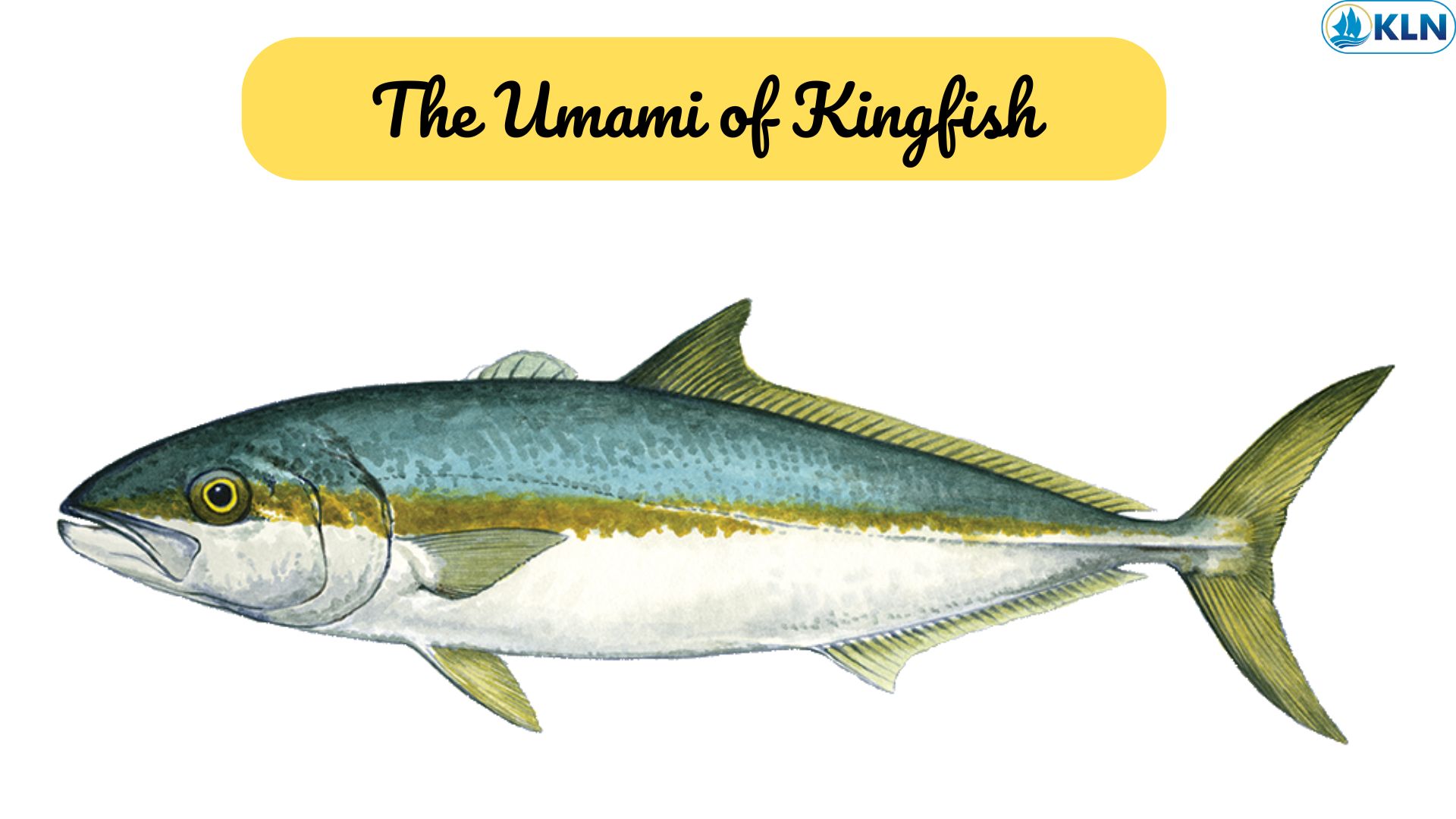 The Umami of Kingfish